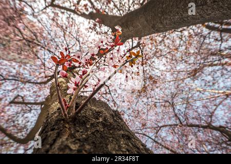 Prunus serrulata, gemeinhin als japanische Kirschblüte bezeichnet, ist eine Kirschart, die in Japan, Korea und China heimisch ist. Es wird als Ziermittel verwendet Stockfoto