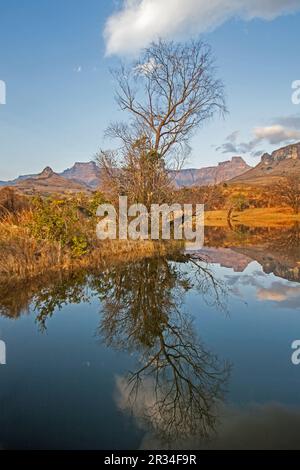 Malerische Reflexionen in einem Drakensberger See 15556 Stockfoto