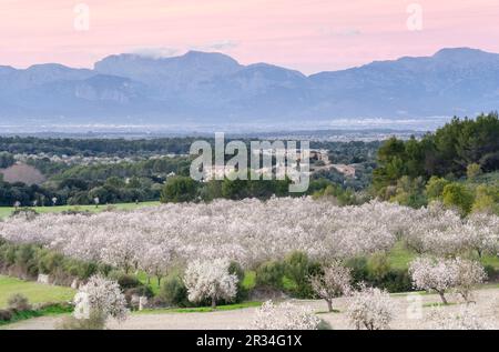 Almendros en Flor, Finca de Aubenya, Algaida, mallorca Islas Baleares, España, Europa. Stockfoto