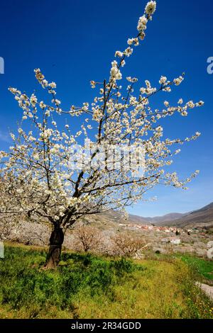 Cerezos en Flor - Prunus Cerasus, Sanxenxo, Valle del Jerte, Cáceres, Extremadura, Spanien, Europa. Stockfoto