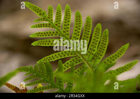 Polipodio (polypodium cambricum). Pas de sa Fesa. Bunyola. Mallorca Illes Balears. España. Stockfoto