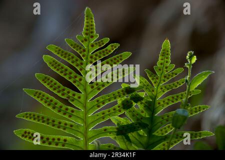 Polipodio (polypodium cambricum). Pas de sa Fesa. Bunyola. Mallorca Illes Balears. España. Stockfoto