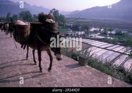 Landwirtschaft und Landschaft in der Stadt Dali am Er-Hai-See in der Provinz Yunnan in China in ostasien. China, Yunnan, April 1996 Stockfoto