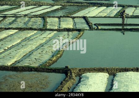 Landwirtschaft und Landschaft in der Stadt Dali am Er-Hai-See in der Provinz Yunnan in China in ostasien. China, Yunnan, April 1996 Stockfoto