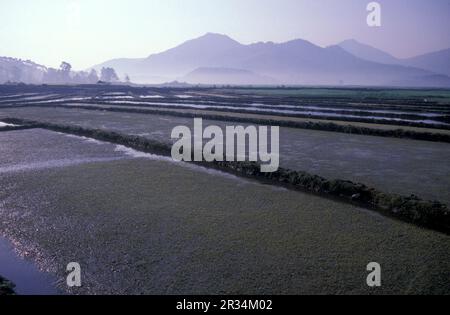 Landwirtschaft und Landschaft in der Stadt Dali am Er-Hai-See in der Provinz Yunnan in China in ostasien. China, Yunnan, April 1996 Stockfoto