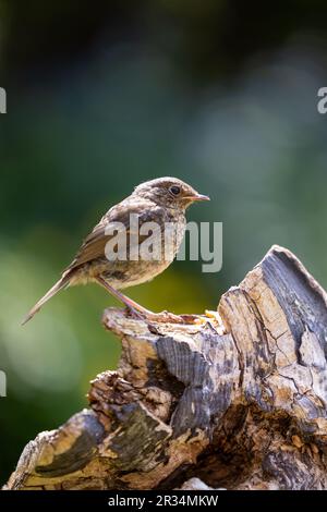 Juvenile European Robin (Erithacus rubecula) steht in Yorkshire, Vereinigtes Königreich, England, Großbritannien, Frühling Stockfoto