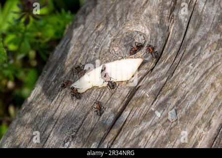 Forestants, diese winzigen Umweltarchitekten zeigen Teamarbeit Stockfoto