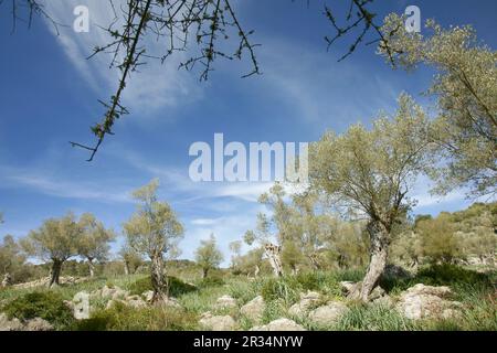 Olivar de Muntanya. Bunyola. Sierra de Tramuntana. Mallorca Islas Baleares. España. Stockfoto