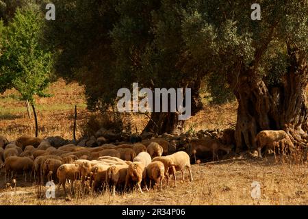 Rebaño de ovejas en el Olivar. Biniatzar. Bunyola. Tramuntana. Mallorca Illes Balears. España. Stockfoto