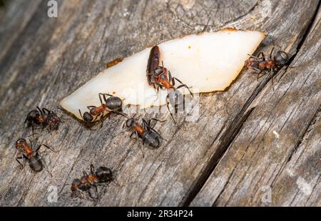 Forestants, diese winzigen Umweltarchitekten zeigen Teamarbeit Stockfoto