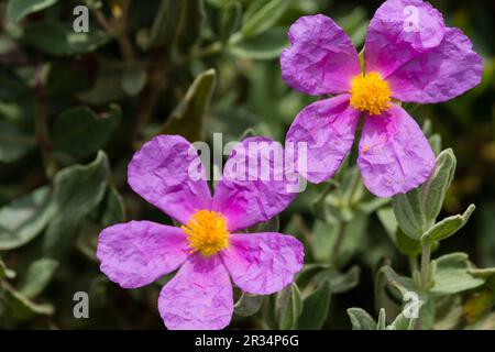 Jara Blanca, Cistus Albidus, Puntals de Valldurgent, Sierra de Tramuntana, Palma, Mallorca, Balearen, Spanien, Europa. Stockfoto