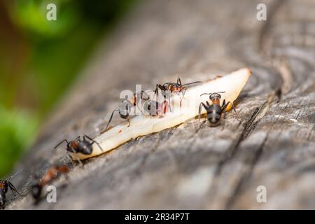 Forestants, diese winzigen Umweltarchitekten zeigen Teamarbeit Stockfoto