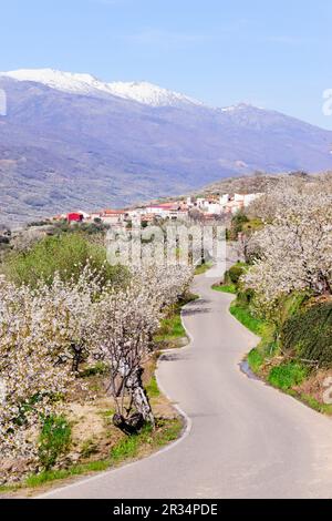 Cerezos en Flor - Prunus Cerasus, Madroñera, Valle del Jerte, Cáceres, Extremadura, Spanien, Europa. Stockfoto