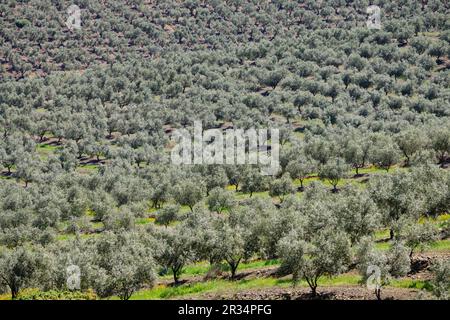 Campo de Olivos, Elvas, Alentejo, Portugal, Europa. Stockfoto