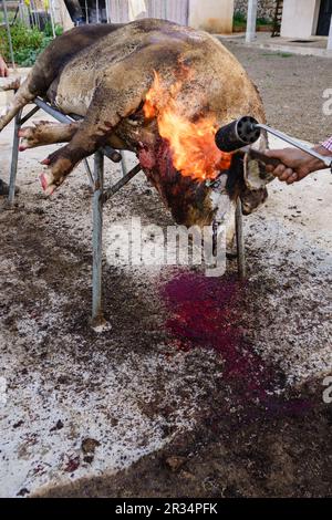 Limpieza del Tier, matanza Seleccion del Cerdo, Llucmajor, Mallorca, Balearen, Spanien. Stockfoto