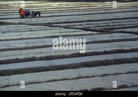 Landwirtschaft und Landschaft in der Stadt Dali am Er-Hai-See in der Provinz Yunnan in China in ostasien. China, Yunnan, April 1996 Stockfoto