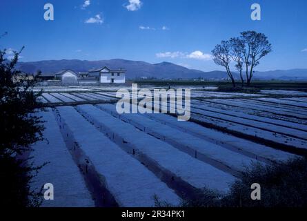 Landwirtschaft und Landschaft in der Stadt Dali am Er-Hai-See in der Provinz Yunnan in China in ostasien. China, Yunnan, April 1996 Stockfoto