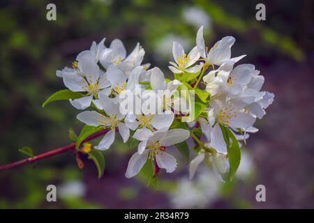 Apfelblüte, Malus asiatica, Blumen mit genagelten Blütenblättern aus der Nähe. Stockfoto