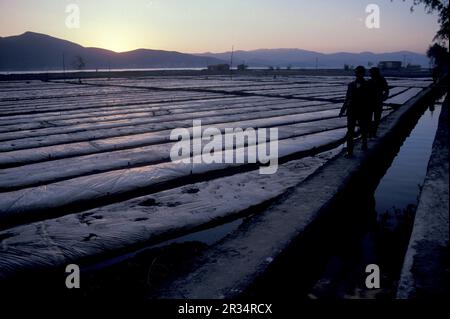 Landwirtschaft und Landschaft in der Stadt Dali am Er-Hai-See in der Provinz Yunnan in China in ostasien. China, Yunnan, April 1996 Stockfoto