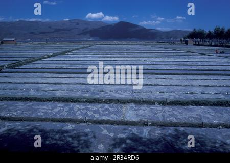 Landwirtschaft und Landschaft in der Stadt Dali am Er-Hai-See in der Provinz Yunnan in China in ostasien. China, Yunnan, April 1996 Stockfoto