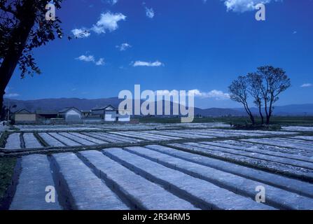 Landwirtschaft und Landschaft in der Stadt Dali am Er-Hai-See in der Provinz Yunnan in China in ostasien. China, Yunnan, April 1996 Stockfoto