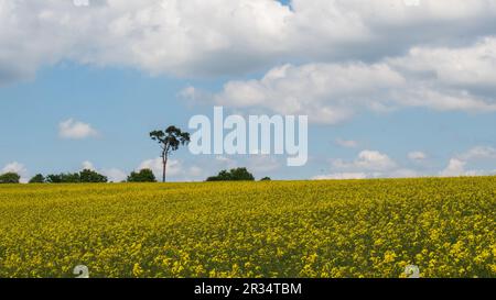 Ein faszinierendes Rapsfeld unter einem riesigen blauen Himmel, geschmückt mit flauschigen Wolken, während ein einsamer Baum als stiller Zeuge in der Ferne steht. Stockfoto