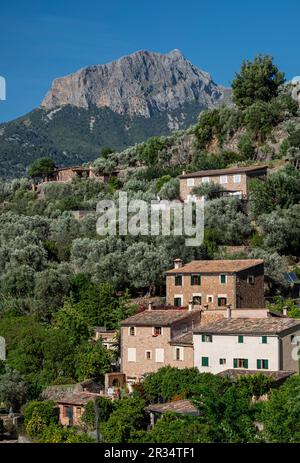 Olivenhain und Puig Major im Hintergrund, Soller Tal, Mallorca, Balearen, Spanien. Stockfoto