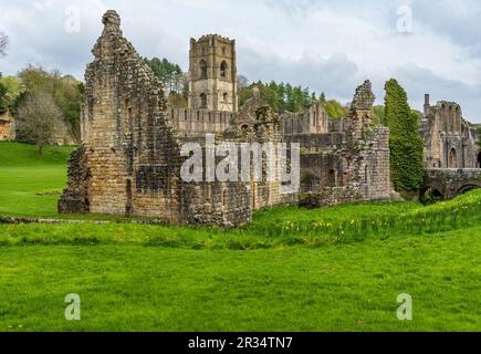 Details zu den Ruinen der Fountains Abbey in Yorkshire, Großbritannien, im Frühling, als Blätter zu erscheinen beginnen Stockfoto