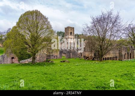 Details zu den Ruinen der Fountains Abbey in Yorkshire, Großbritannien, im Frühling, als Blätter zu erscheinen beginnen Stockfoto