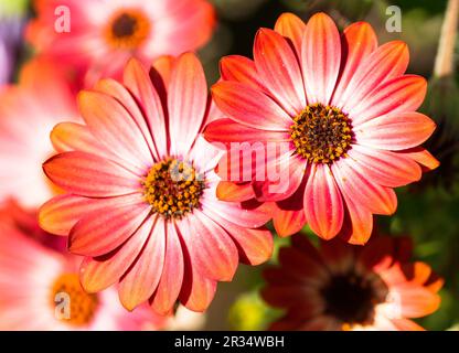 Orangenafrikanische Gänseblümchen (Osteospermum) in der Blüte im Frühling Stockfoto
