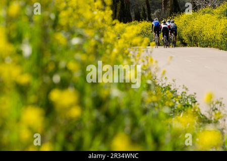 Ciclistas entre Flores, Petra, Mallorca, Balearen, Spanien, Europa. Stockfoto