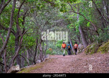 Camino de la Ermita de Maristella, Fita del Ram, Esporles, Paraje natural de la Serra de Tramuntana, Mallorca, Balearen, Spanien. Stockfoto