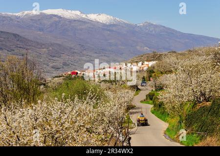 Cerezos en Flor - Prunus Cerasus, Madroñera, Valle del Jerte, Cáceres, Extremadura, Spanien, Europa. Stockfoto