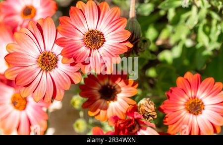 Orangenafrikanische Gänseblümchen (Osteospermum) in der Blüte im Frühling Stockfoto