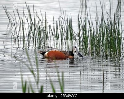 Exotic drake wahrscheinlich ein Hybrid-Kreuz Blue-Winged Teal x Shoveler im Sumpfbecken - langjähriger Wohnsitz in Leighton Moss, Lancashire, England, Großbritannien Stockfoto