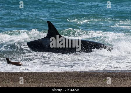 Orcas jagen Seelöwen, Halbinsel Valdes, Patagonien, Argentinien. Stockfoto