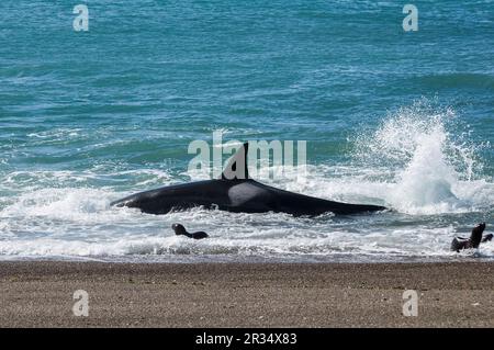 Orcas jagen Seelöwen, Halbinsel Valdes, Patagonien, Argentinien. Stockfoto