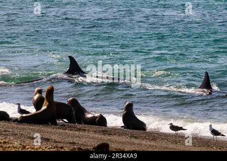 Orcas jagen Seelöwen, Halbinsel Valdes, Patagonien, Argentinien. Stockfoto