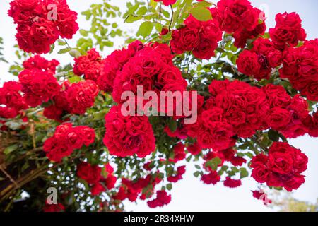 Klettern von Rosenblumen über ein offenes Tor in der deutschen Straße. Wunderschöne Sommerrosen blühen in der Altstadt. Große hängende Rosenbüsche über dem Metalleingang Stockfoto