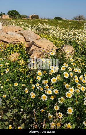 Traditionelle Steinmauern für landwirtschaftliche Flächen, es Monestir, Formentera, Pitiusas-Inseln, Balearen-Gemeinschaft, Spanien. Stockfoto