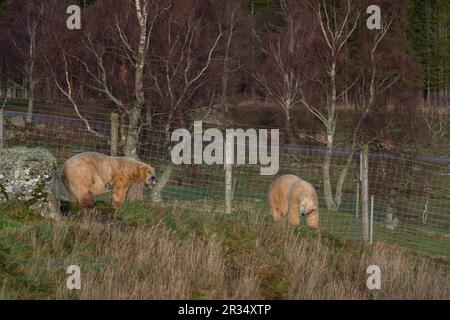 oso polar (Ursus maritimus), Highland Wildlife Park, kincraig, Parque Nacional Cairngorms, Escocia, Reino Unido. Stockfoto