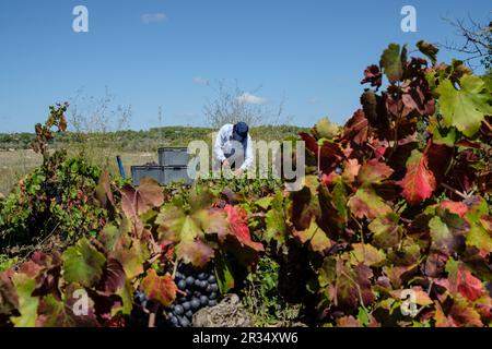 Vendimiando uva Callet, Viña des Pou de Sa Carrera, Celler Mesquida-Mora, Porreres, Mallorca, Balearen, Spanien. Stockfoto