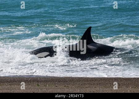 Orcas jagen Seelöwen, Halbinsel Valdes, Patagonien, Argentinien. Stockfoto