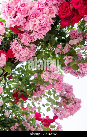 Klettern von Rosenblumen über ein offenes Tor in der deutschen Straße. Wunderschöne Sommerrosen blühen in der Altstadt. Große hängende Rosenbüsche über dem Metalleingang Stockfoto
