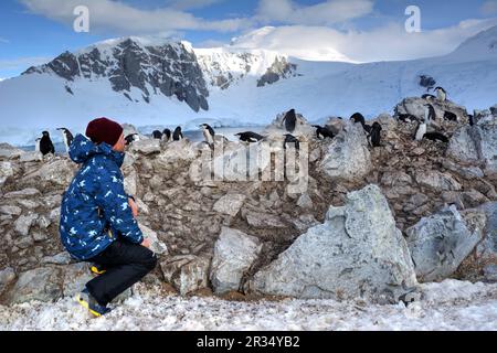 Ein Tourist sitzt neben Pinguinen in der Antarktis Stockfoto