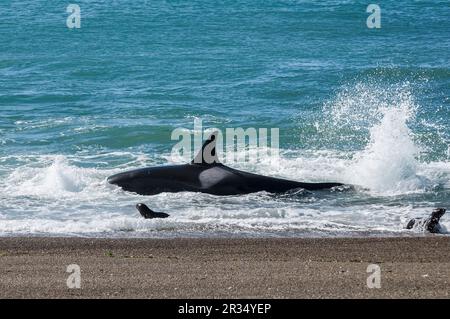 Orcas jagen Seelöwen, Halbinsel Valdes, Patagonien, Argentinien. Stockfoto