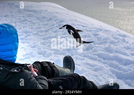 Ein Tourist sitzt neben Pinguinen in der Antarktis Stockfoto