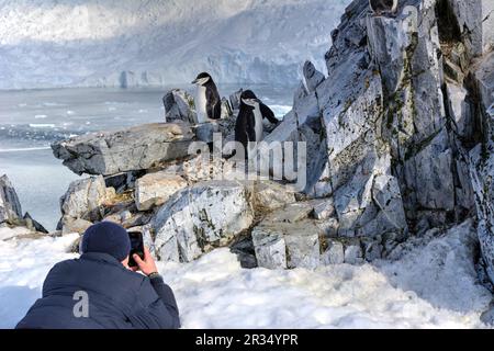 Ein Tourist sitzt neben Pinguinen in der Antarktis Stockfoto