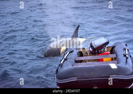 Killerwal jagt ein Motorboot in der Antarktis Stockfoto