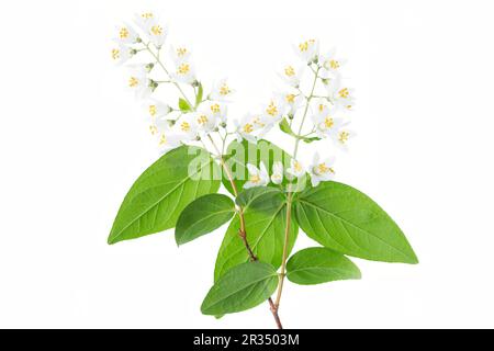 Hochsternbusch (Deutzia Magnifica) Stockfoto